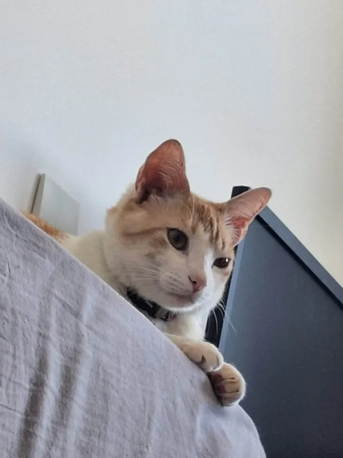 Gato ra a SRD-ViraLata idade 2 anos nome Sheldon