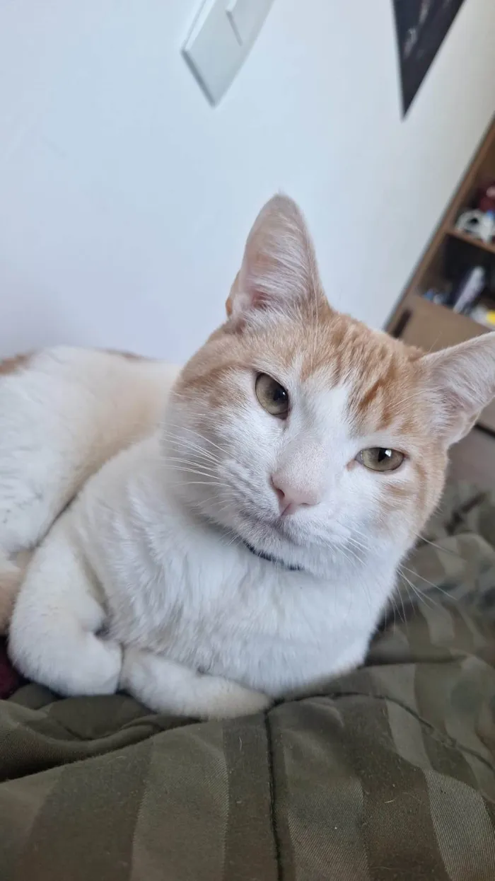 Gato ra a SRD-ViraLata idade 2 anos nome Sheldon