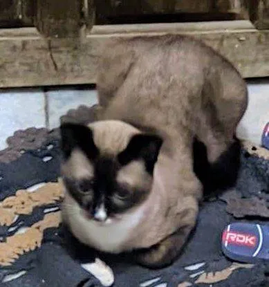 Gato ra a SRD-ViraLata idade 7 a 11 meses nome Pequeno 