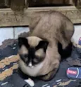Pequeno