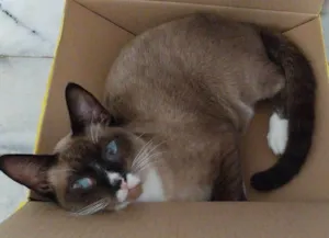 Gato raça SRD-ViraLata idade 7 a 11 meses nome Pequeno 
