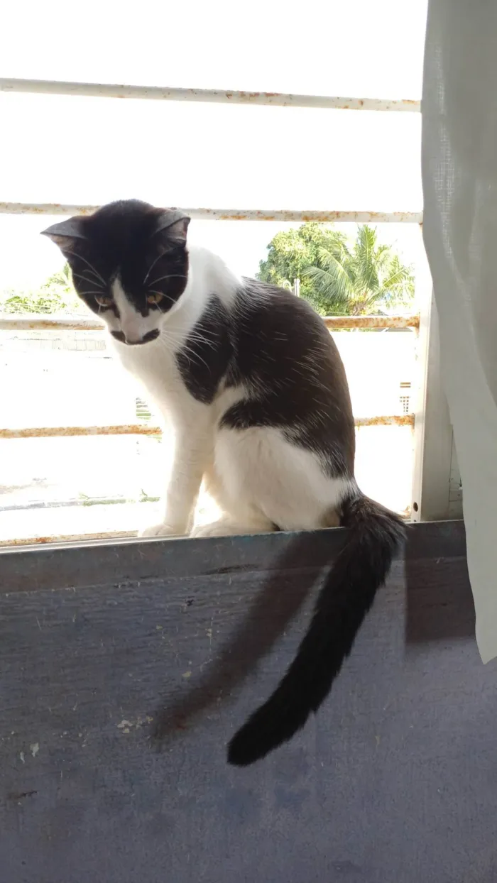 Gato ra a SRD-ViraLata idade 1 ano nome Bigode