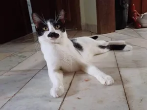 Gato raça SRD-ViraLata idade 1 ano nome Bigode