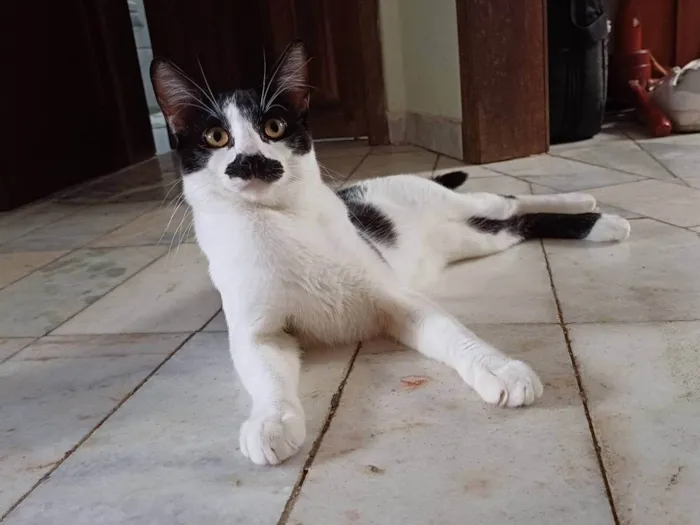 Gato ra a SRD-ViraLata idade 1 ano nome Bigode