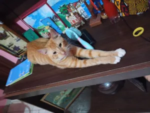 Gato raça SRD-ViraLata idade 7 a 11 meses nome Raio de Sol (Raidisson)