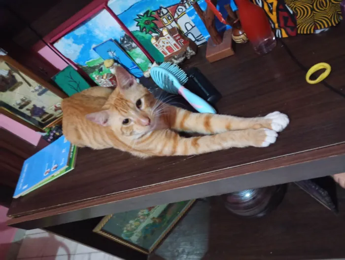 Gato ra a SRD-ViraLata idade 7 a 11 meses nome Raio de Sol (Raidisson)