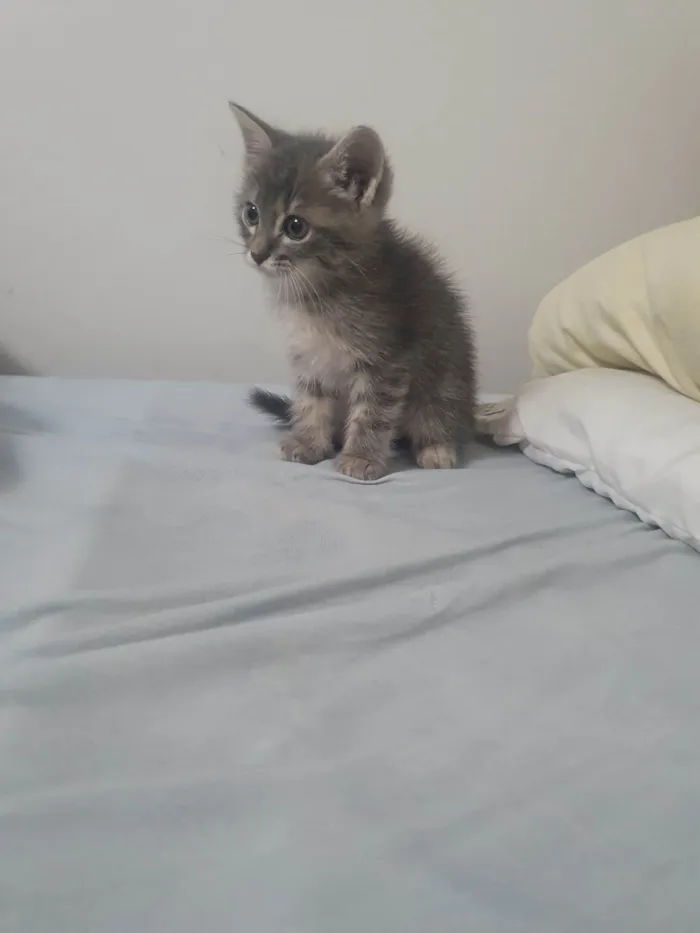 Gato ra a SRD-ViraLata idade 7 a 11 meses nome Izzie