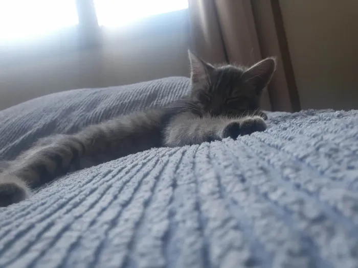 Gato ra a SRD-ViraLata idade 7 a 11 meses nome Izzie