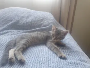 Gato raça SRD-ViraLata idade 7 a 11 meses nome Izzie