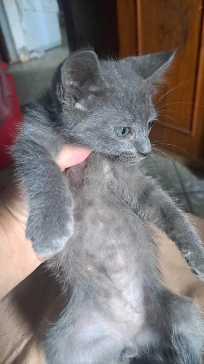 Gato ra a SRD-ViraLata idade Abaixo de 2 meses nome Theo 