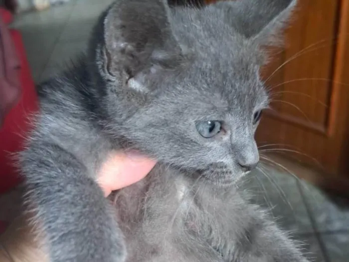 Gato ra a SRD-ViraLata idade Abaixo de 2 meses nome Theo 