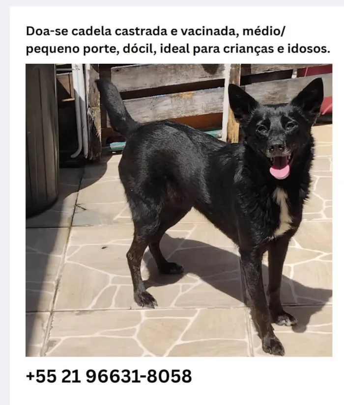 Cachorro ra a SRD-ViraLata idade 3 anos nome Afrodite