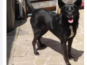 Cachorro raça SRD-ViraLata idade 3 anos nome Afrodite