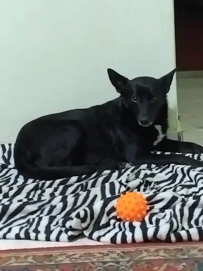 Cachorro ra a SRD-ViraLata idade 3 anos nome Afrodite