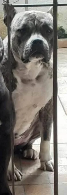 Cachorro ra a Pit-Bull idade 4 anos nome Kyra