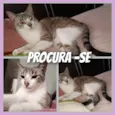 Katiane de Jesus do Carmo
