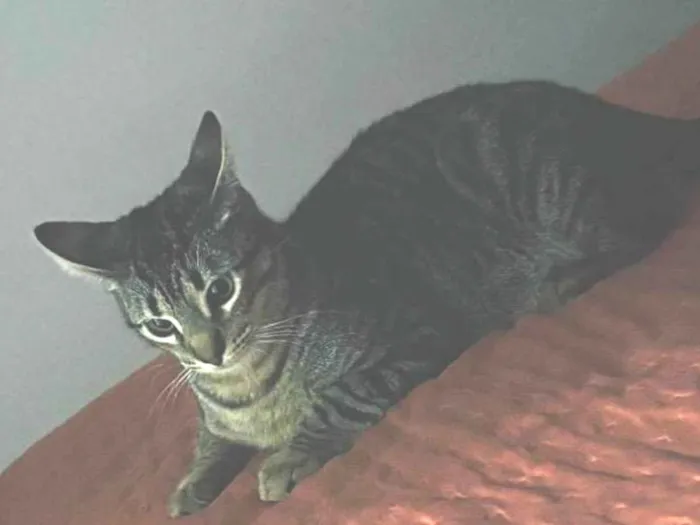 Gato ra a SRD-ViraLata idade 7 a 11 meses nome Tchala