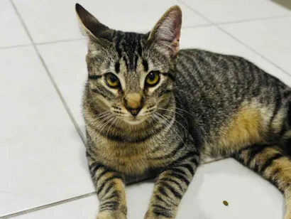 Gato raça SRD-ViraLata idade 7 a 11 meses nome Tchala