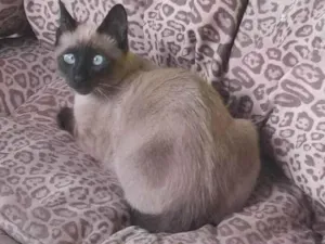 Gato raça Siamês idade 2 a 6 meses nome MINGAU