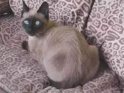 Gato raça Siamês idade 2 a 6 meses nome MINGAU