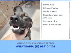 Cachorro raça SRD-ViraLata idade 5 anos nome Billy 