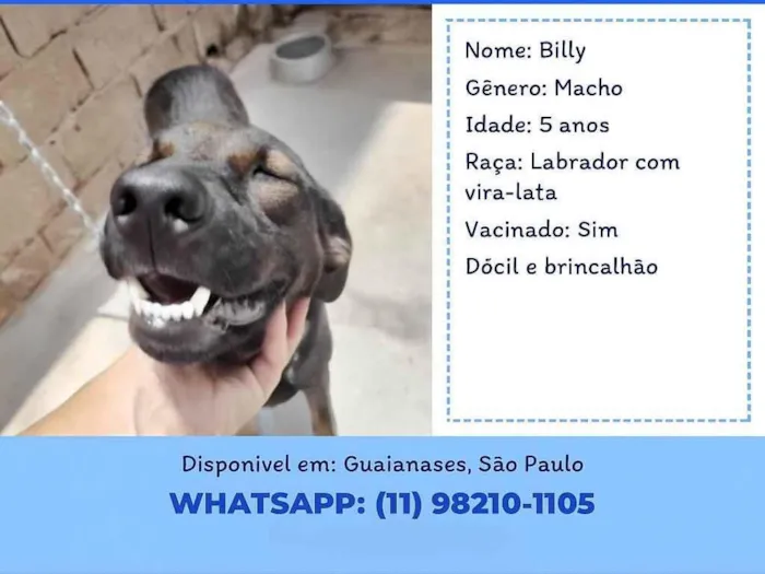 Cachorro ra a SRD-ViraLata idade 5 anos nome Billy 