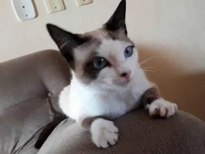Gato raça SRD-ViraLata idade 6 ou mais anos nome Emy