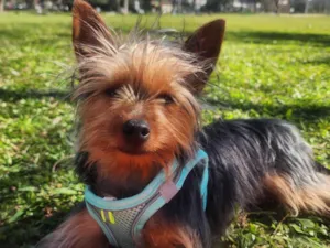Cachorro raça Yorkshire idade 7 a 11 meses nome Zé 