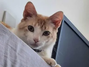 Gato raça SRD-ViraLata idade 2 anos nome Sheldon