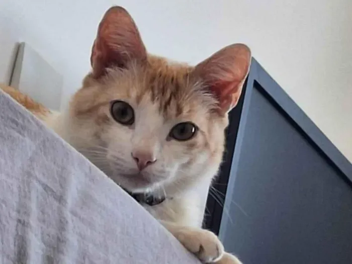 Gato ra a SRD-ViraLata idade 2 anos nome Sheldon