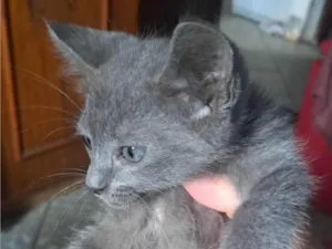 Gato raça SRD-ViraLata idade Abaixo de 2 meses nome Theo 