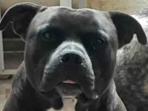 Cachorro raça Pit-Bull idade 3 anos nome Thor 