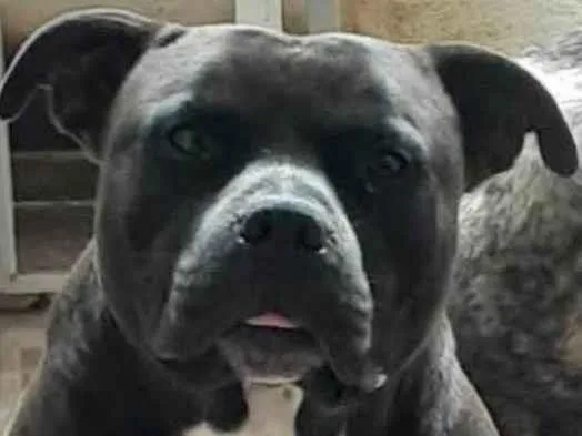 Cachorro ra a Pit-Bull idade 3 anos nome Thor 
