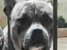 Cachorro raça Pit-Bull idade 4 anos nome Kyra