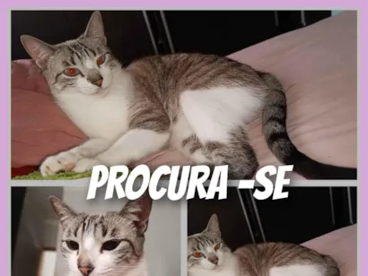 Gato raça SRD-ViraLata idade 3 anos nome Katiane de Jesus do Carmo 