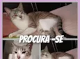 Katiane de Jesus do Carmo