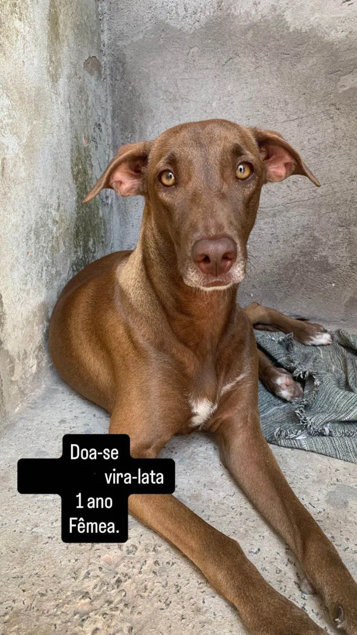 Cachorro ra a SRD-ViraLata idade 1 ano nome Kiara 