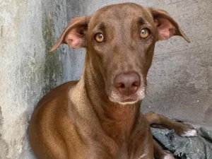 Cachorro raça SRD-ViraLata idade 1 ano nome Kiara 