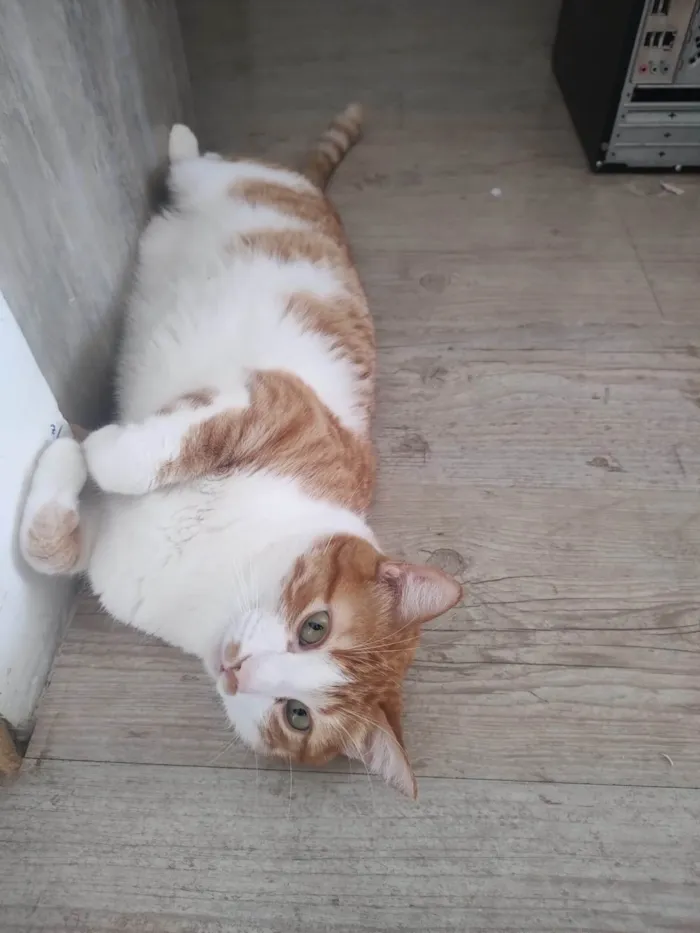 Gato ra a SRD-ViraLata idade 5 anos nome Pudim e Titis