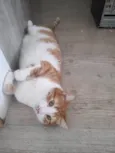 Pudim e Titis
