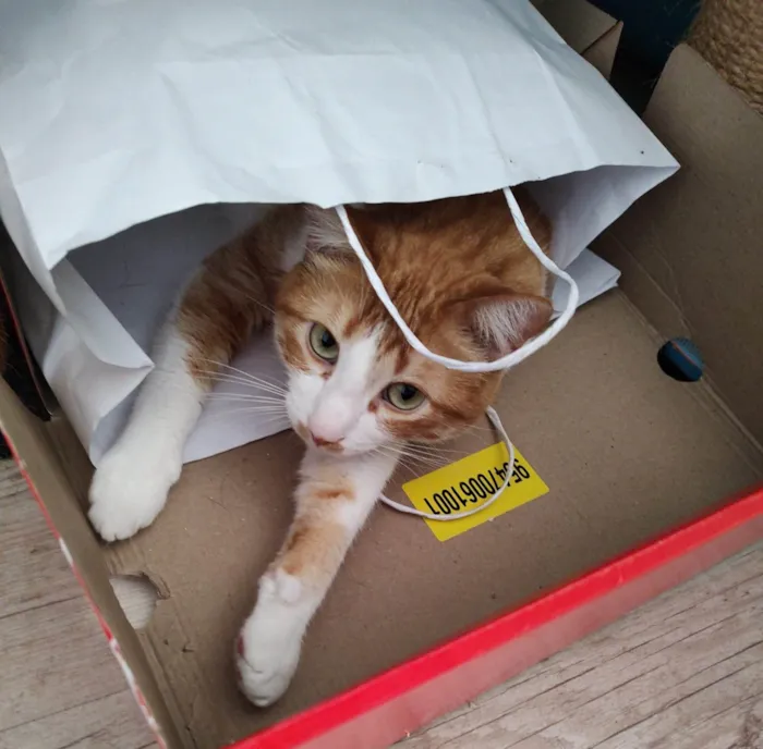 Gato ra a SRD-ViraLata idade 5 anos nome Pudim e Titis