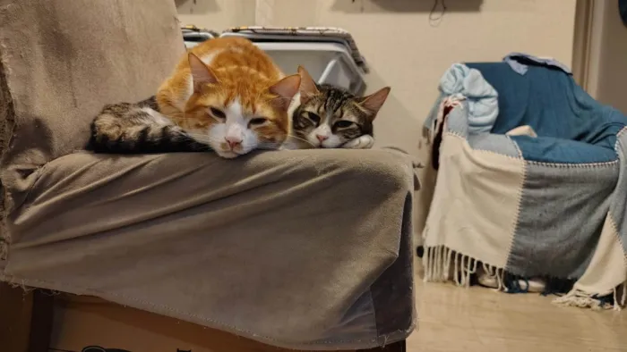 Gato ra a SRD-ViraLata idade 5 anos nome Pudim e Titis