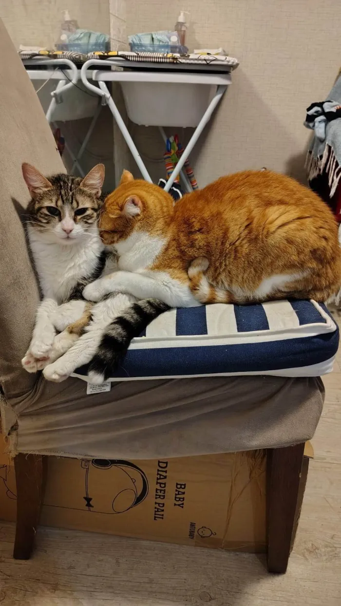 Gato ra a SRD-ViraLata idade 5 anos nome Pudim e Titis