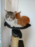 Pudim e Titis