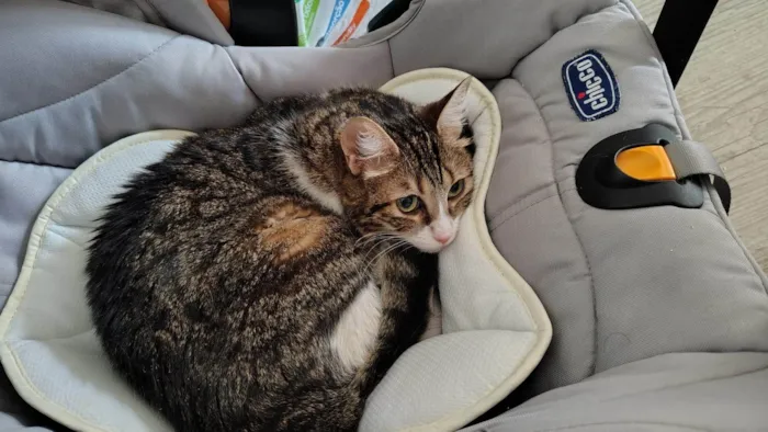 Gato ra a SRD-ViraLata idade 5 anos nome Pudim e Titis