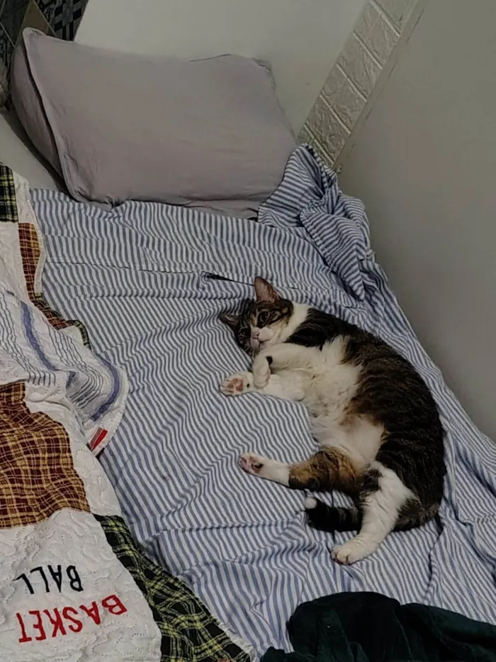 Gato ra a SRD-ViraLata idade 5 anos nome Pudim e Titis