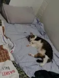 Pudim e Titis
