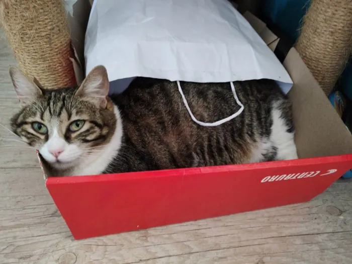 Gato ra a SRD-ViraLata idade 5 anos nome Pudim e Titis