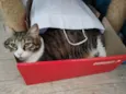 Pudim e Titis