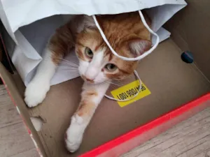 Gato raça SRD-ViraLata idade 5 anos nome Pudim e Titis